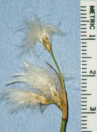 Attēlu rezultāti vaicājumam “Eriophorum gracile fruit”