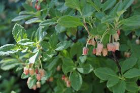 Attēlu rezultāti vaicājumam “Menziesia ferruginea”