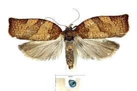 Attēlu rezultāti vaicājumam “Pandemis heparana”