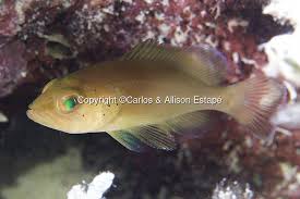 Image result for Epinephelus morio