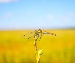 Attēlu rezultāti vaicājumam “Lestes virens”