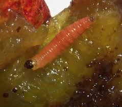 Attēlu rezultāti vaicājumam “Grapholita funebrana larva”