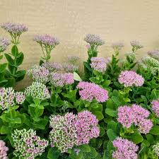 Attēlu rezultāti vaicājumam “Hylotelephium telephium flower”