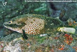 Image result for Epinephelus adscensionis