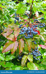 Attēlu rezultāti vaicājumam “Mahonia aquifolium fruit”