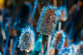 Attēlu rezultāti vaicājumam “Dipsacaceae”