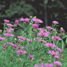 Attēlu rezultāti vaicājumam “Centaurea jacea bud”