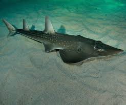 Image result for Rhynchobatus djiddensis