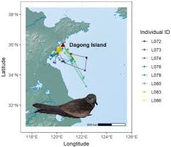 Image result for Oceanodroma monorhis