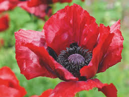 Attēlu rezultāti vaicājumam “Papaver orientale  flower”