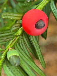 Attēlu rezultāti vaicājumam “Taxus baccata bud”