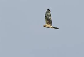 Attēlu rezultāti vaicājumam “Circus pygargus”