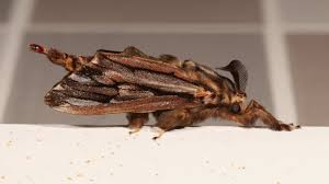 Attēlu rezultāti vaicājumam “Psychidae”