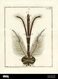 Attēlu rezultāti vaicājumam “Brefeldia maxima plasmodium”