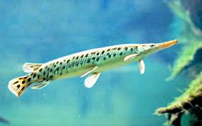 Image result for Lepisosteus osseus