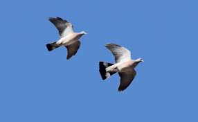 Attēlu rezultāti vaicājumam “Columba palumbus adult”