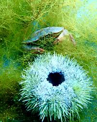 Image result for Cancer borealis