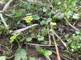 Attēlu rezultāti vaicājumam “Chrysosplenium alternifolium leaf”