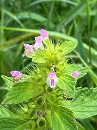 Attēlu rezultāti vaicājumam “Galeopsis bifida leaf”