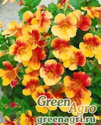 Image result for Mimulus x hybrida