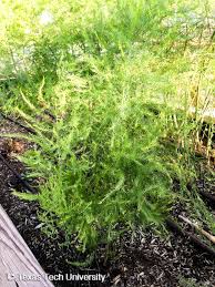 Attēlu rezultāti vaicājumam “Asparagus officinalis”