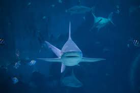 Image result for Carcharhinus albimarginatus