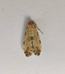 Attēlu rezultāti vaicājumam “Morophaga choragella”