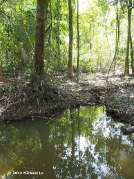 Attēlu rezultāti vaicājumam “Cribraria ferruginea stalked”