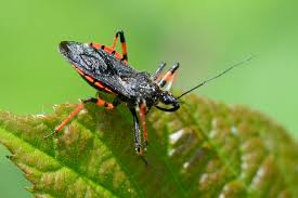 Attēlu rezultāti vaicājumam “Rhynocoris annulatus imago”
