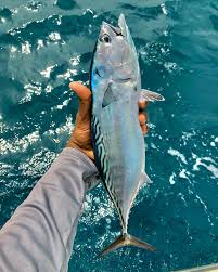 Image result for Euthynnus affinis