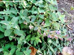 Attēlu rezultāti vaicājumam “Nepeta x faassenii leaf”