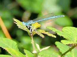 Attēlu rezultāti vaicājumam “Symphytocarpus flaccidus sessile”