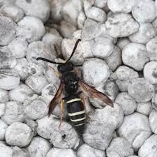 Attēlu rezultāti vaicājumam “Ancistrocerus sp.”