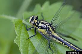 Attēlu rezultāti vaicājumam “Gomphus vulgatissimus”