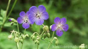 Image result for Storchschnäbel