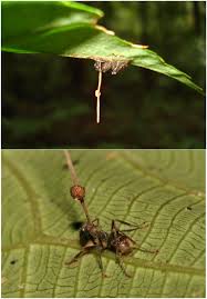 Attēlu rezultāti vaicājumam “Cordyceps stylophora”