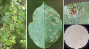 Attēlu rezultāti vaicājumam “Cerasus leaf”