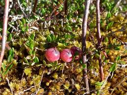 Attēlu rezultāti vaicājumam “Oxycoccus leaf”