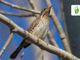 Image result for Jynx torquilla