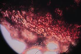 Attēlu rezultāti vaicājumam “Cribraria atrofusca”