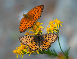 Attēlu rezultāti vaicājumam “Boloria titania underside”