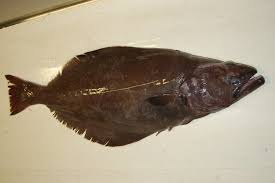 Image result for Reinhardtius hippoglossoides