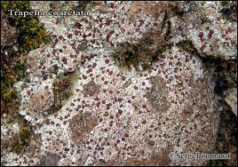 Attēlu rezultāti vaicājumam “Trapelia coarctata”