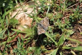 Attēlu rezultāti vaicājumam “Carcharodus floccifera upperside”