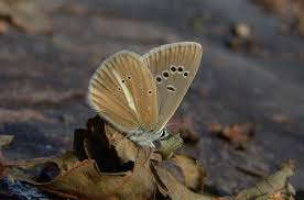 Attēlu rezultāti vaicājumam “Agrodiaetus amandus”