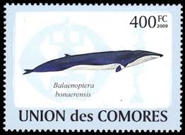 Image result for Balaenoptera bonaerensis