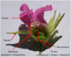 Attēlu rezultāti vaicājumam “Rubus arcticus flower”
