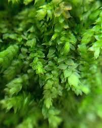 Attēlu rezultāti vaicājumam “Pseudotaxiphyllum elegans macro”