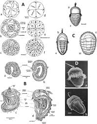 Attēlu rezultāti vaicājumam “Cribraria cancellata young”