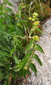 Attēlu rezultāti vaicājumam “Vincetoxicum hirundinaria fruit”